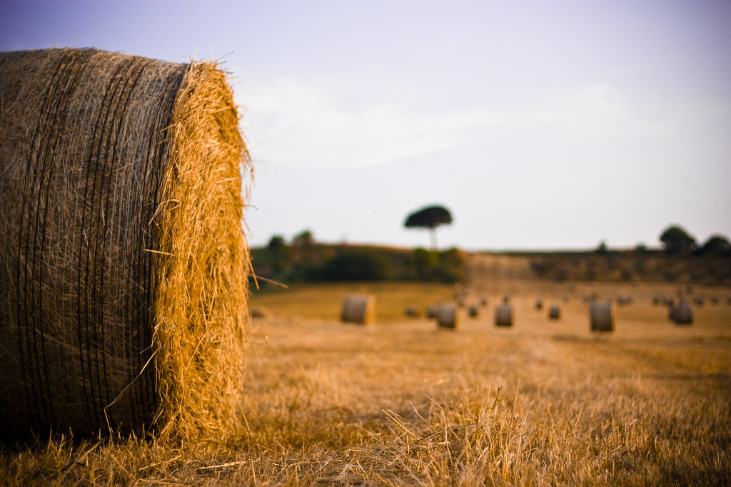 Rete Natura 2000. Aggiornamento Formulari Standard - Rete Natura 2000.  Aggiornamento Formulari Standard - Paesaggio - SIT Puglia